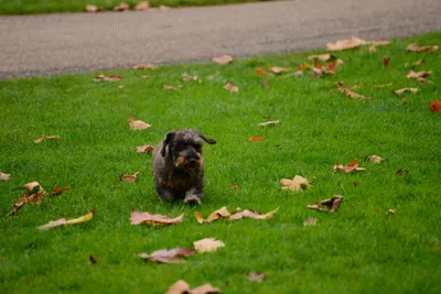 DSC_0472 (Large).JPG